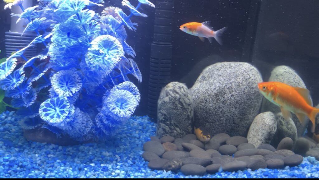 Setting up a New Fish Tank