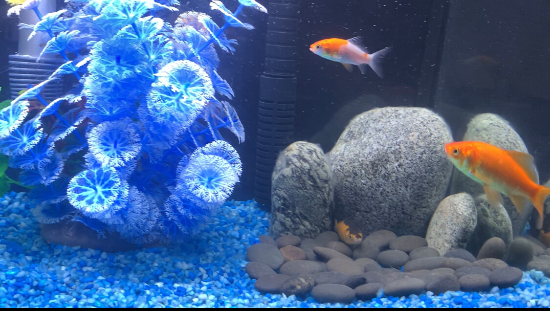 10 Things You Should Know Before Setting up a New Fish Tank The Shrewd Mom